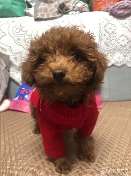 小狗40天了能洗澡吗