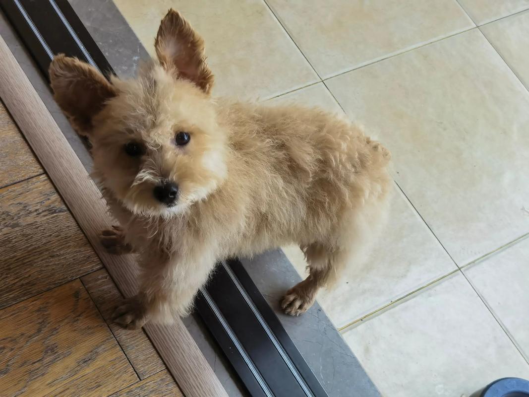 狗狗生理期多久能洗澡