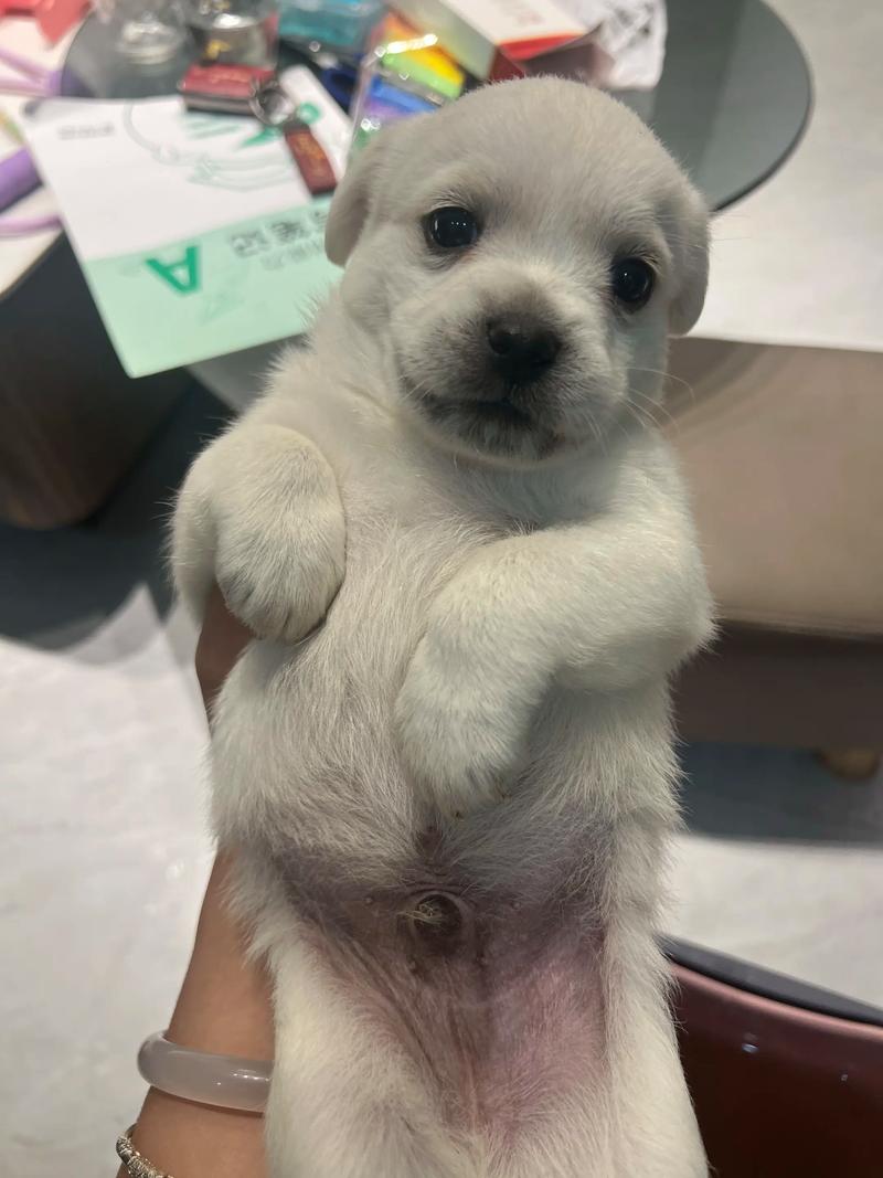 狗狗买回家多久能洗澡,刚买回来的小狗多久可以洗澡了