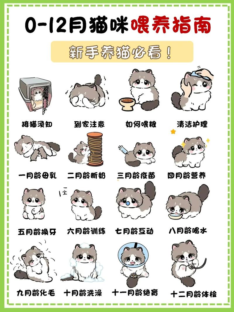 新手养猫怎么喂水喂饭?