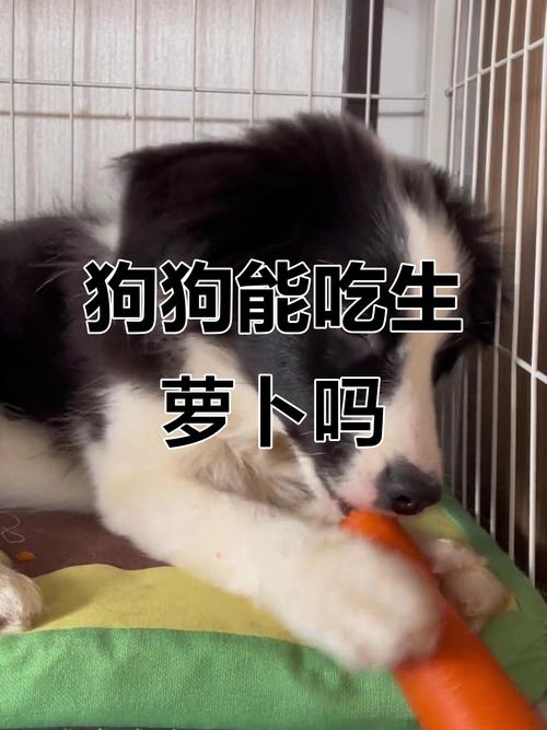 狗狗吃胡萝卜是吃生的还是熟的