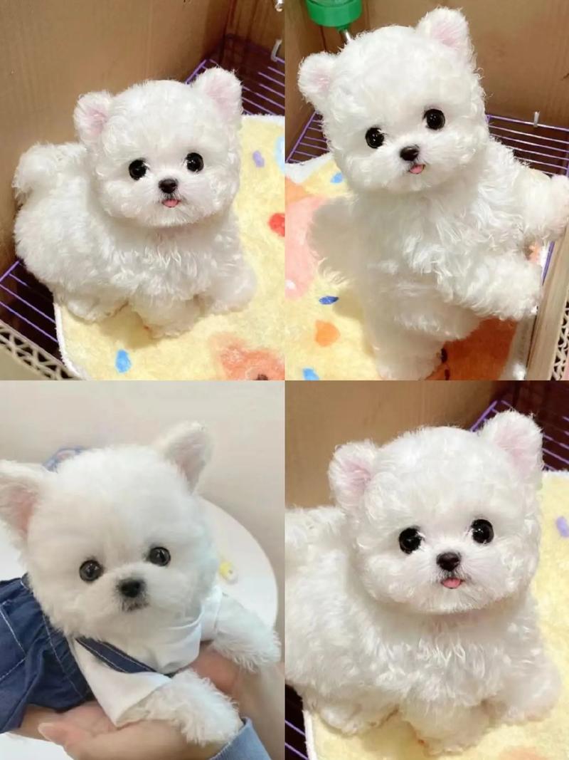 为什么比熊会出现飞耳的情况?