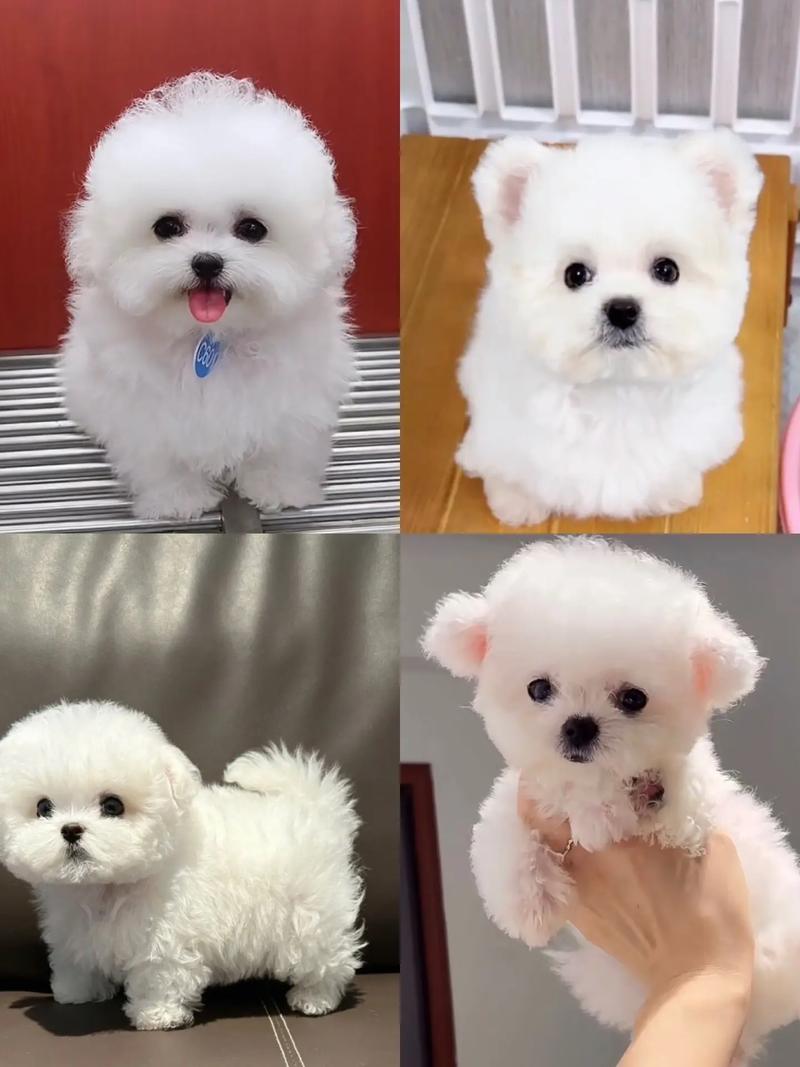 飞耳比熊是怎么形成的