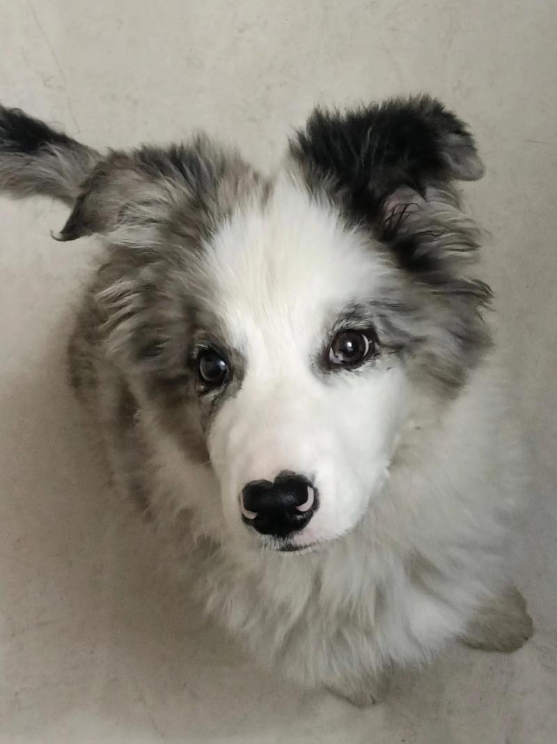 狗狗的两只耳朵以前都是立的,现在为什么一只趴着一只立的?