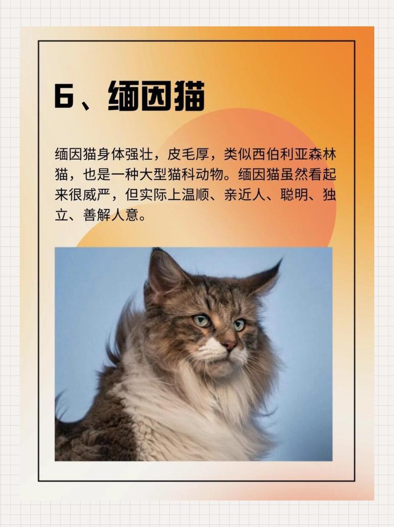 世界上最美的猫是什么品种排名前十的有哪些
