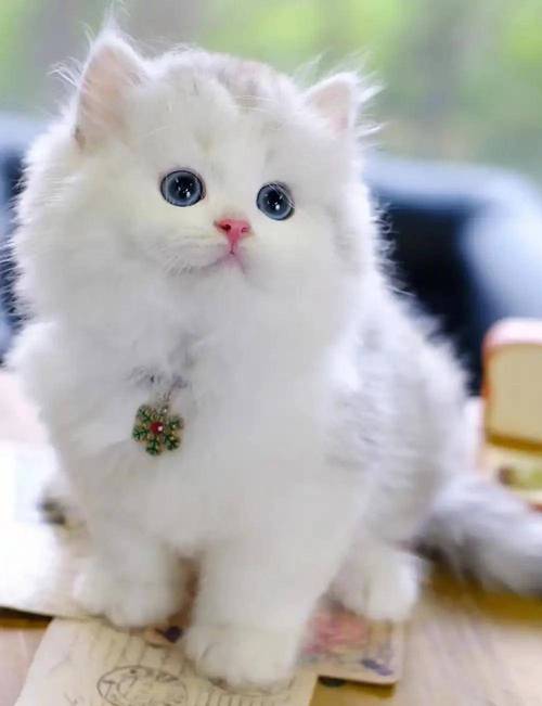 世界上最美的猫咪短毛猫眼睛迷人波斯猫全身雪白