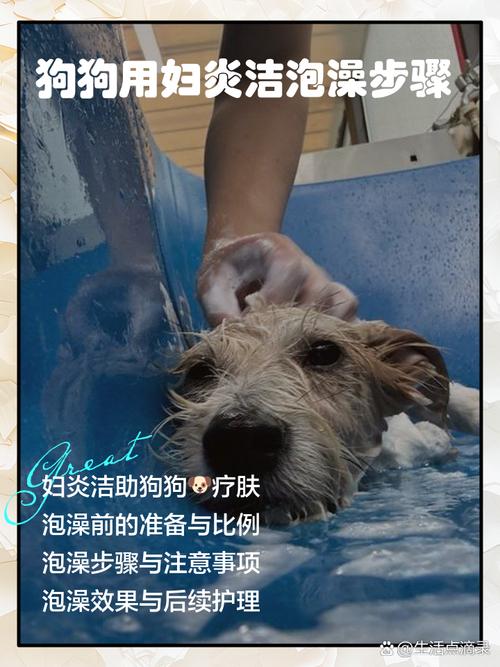 如何用洁尔阴帮狗狗洗澡