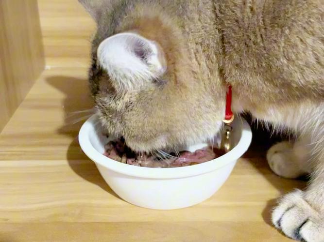 猫咪长期吃猫罐头会怎么样?