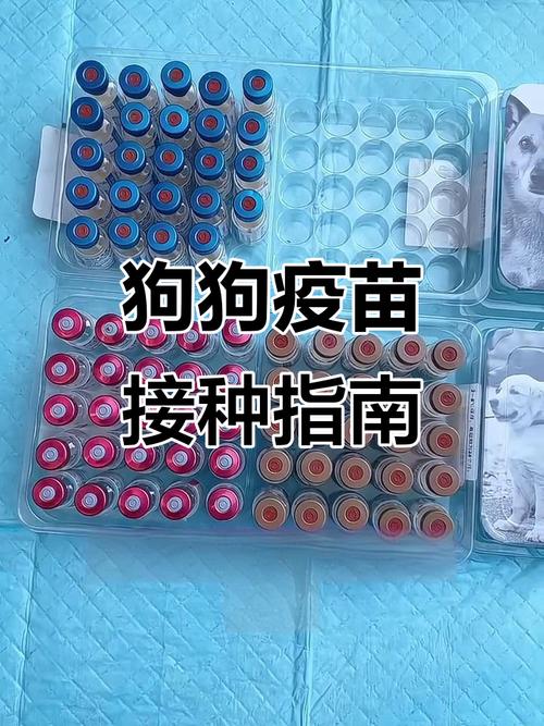 自己在家给狗打疫苗怎么打