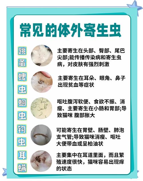 猫吃驱虫药有什么反应