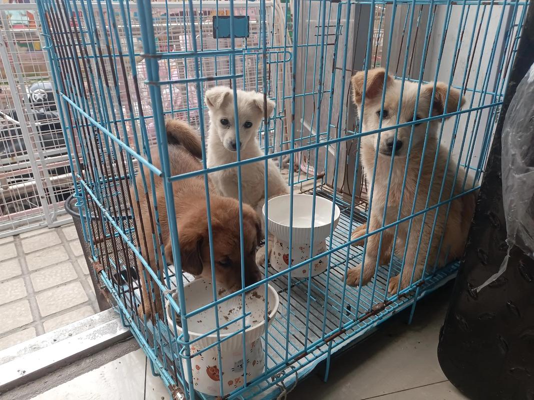 重庆哪里可以收养流浪的猫咪狗狗啊?