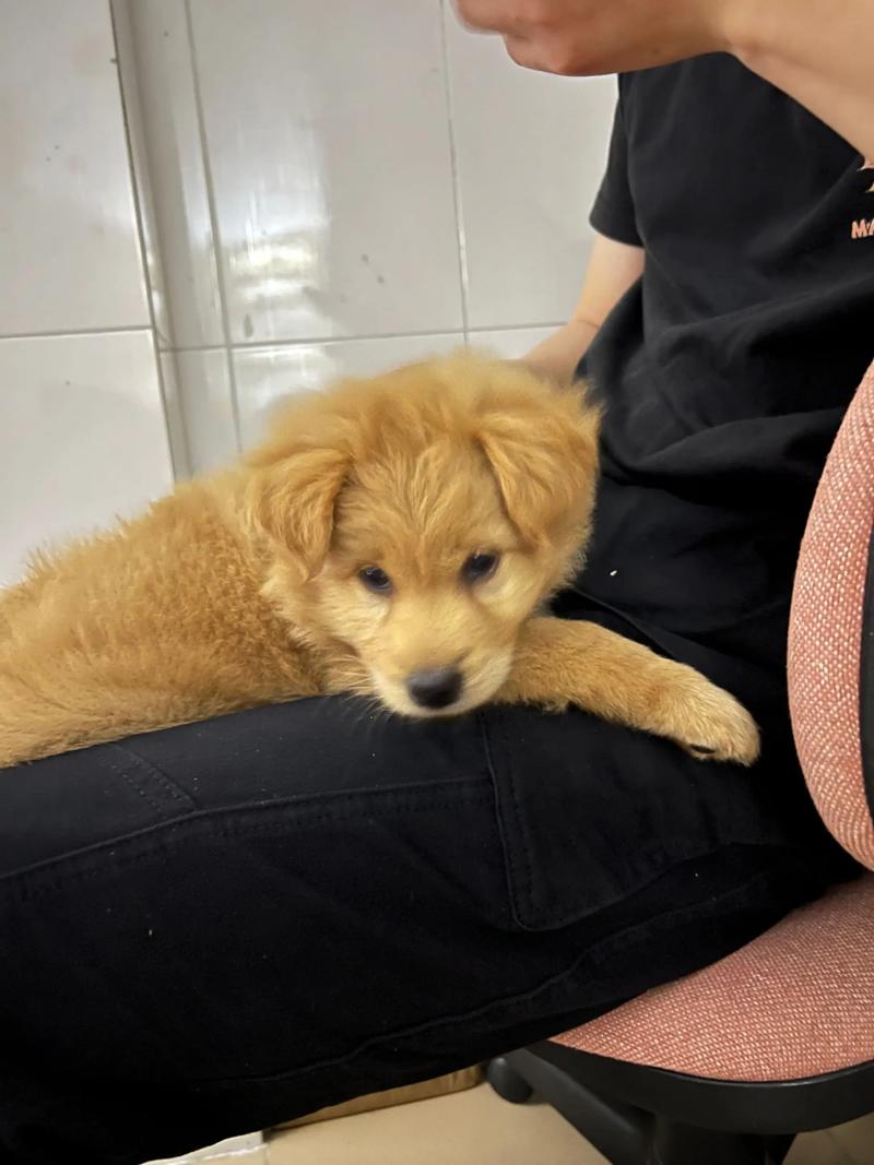 上海哪里有好的狗狗领养的地方