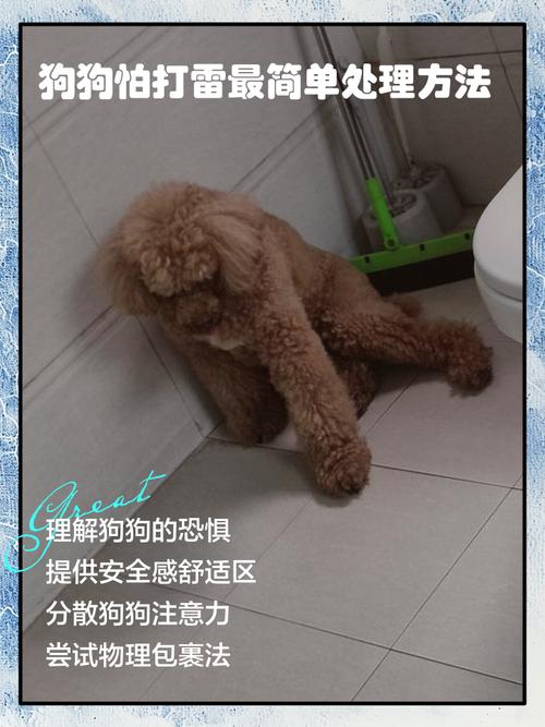 我家狗狗很怕打雷,怎么办?