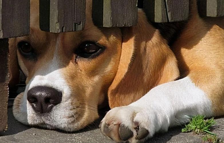 狗狗怕打雷下雨