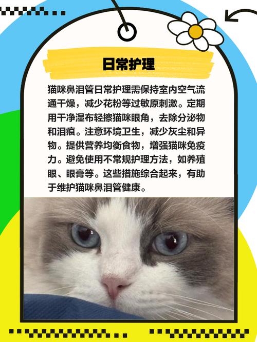 猫咪鼻泪管堵塞怎么治疗好