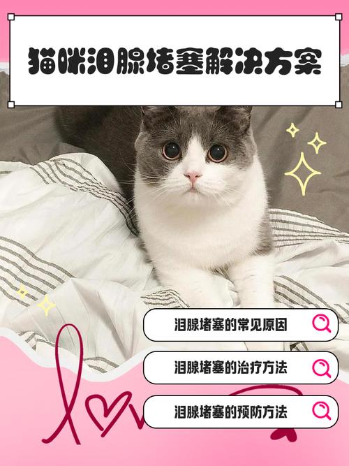 猫有泪腺怎么处理
