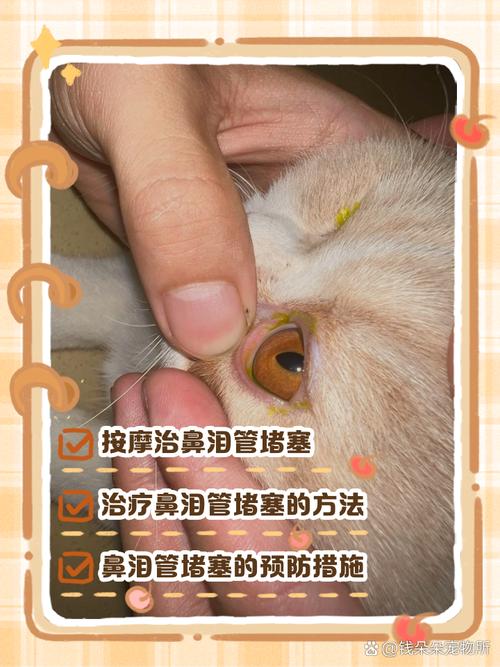 猫咪泪腺堵塞怎么治