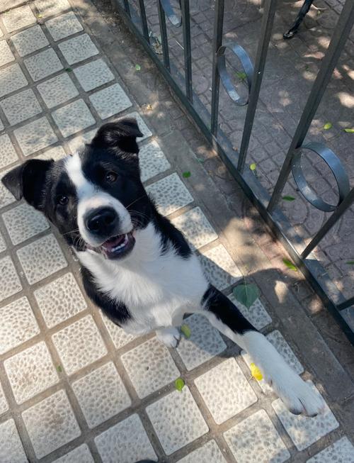 狗狗颜色是黑白花花的狗是什么品种的呢?