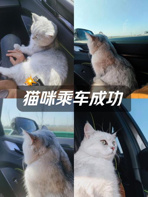 猫坐私家车能坐几小时