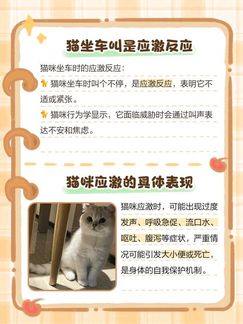 猫咪坐车应激反应后,主人该怎么安抚呢?