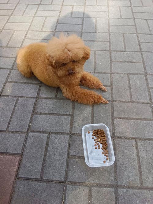 狗狗吃狗粮不嚼