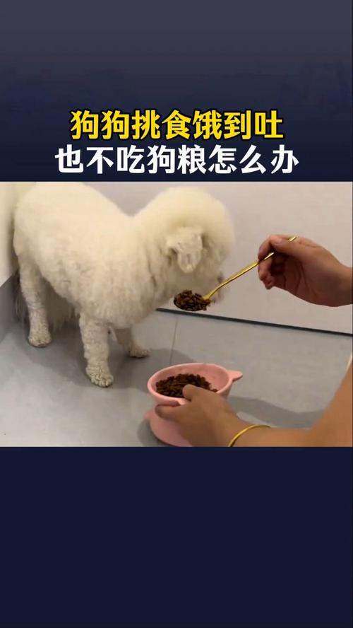 狗狗吃狗粮不嚼的危害