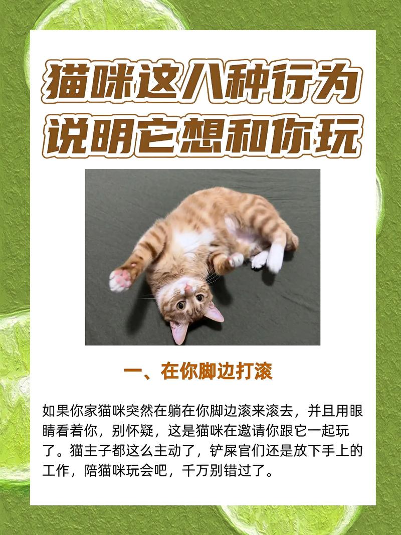 怎么跟猫咪玩耍