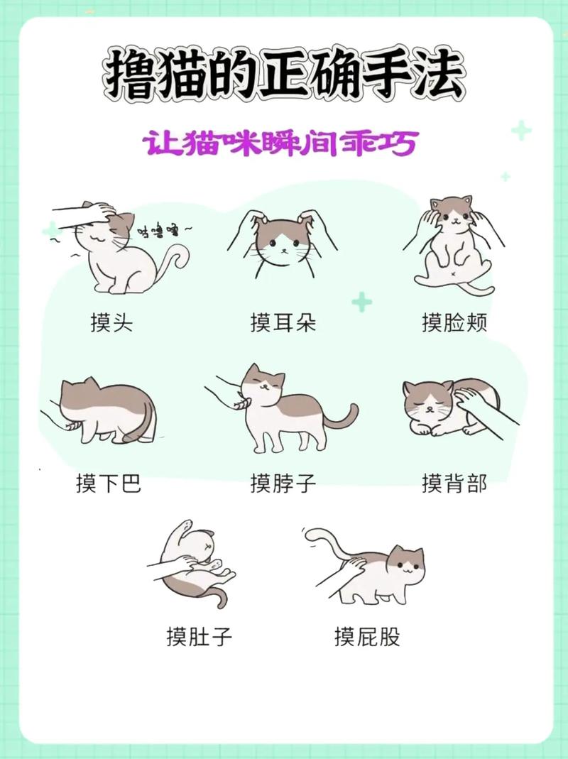 上班族没有时间陪猫咪玩耍怎么办?
