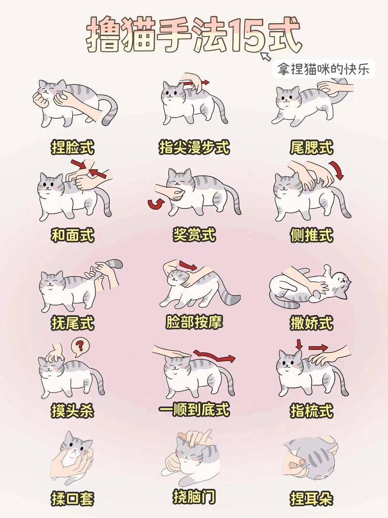怎么陪猫玩耍