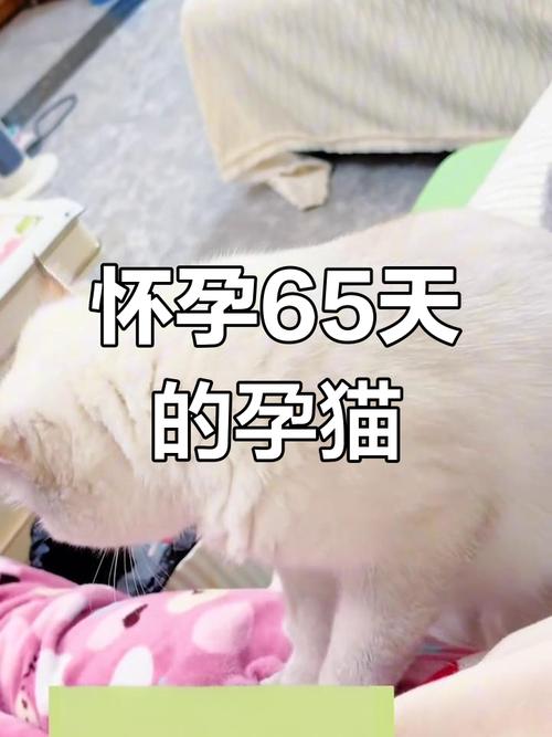 母猫怀孕后有什么特征?