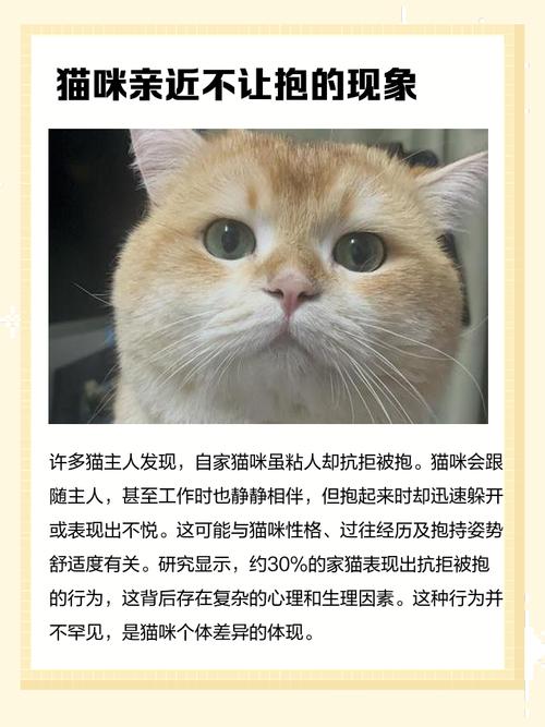 猫咪亲近人但是就是不让抱
