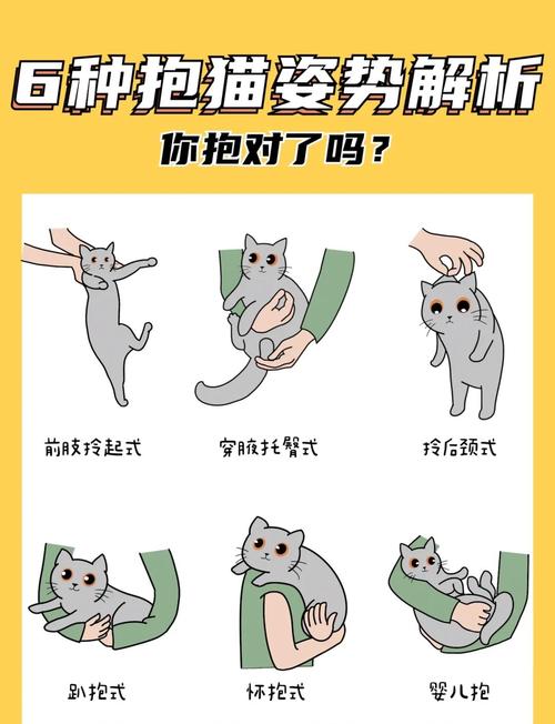 猫咪不让抱不让摸,该怎么训猫?