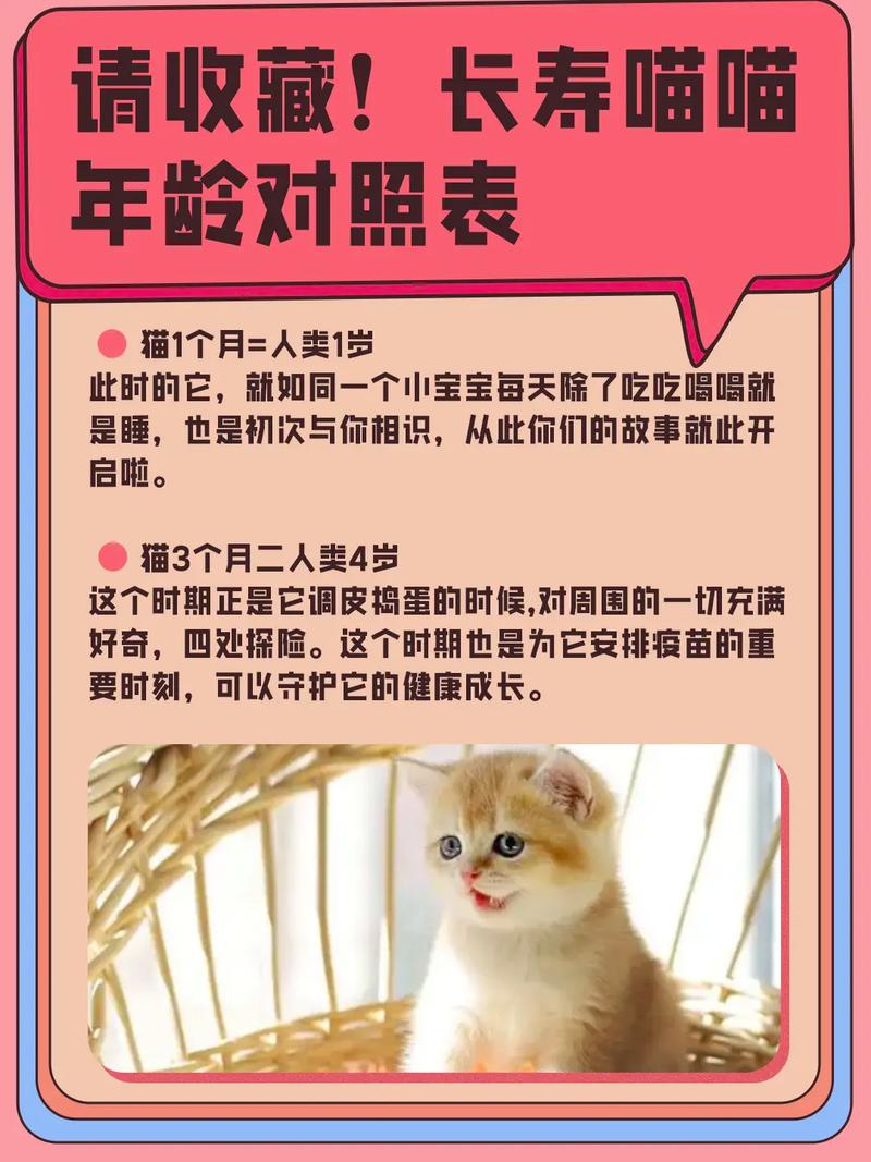 猫咪12个月算一岁吗