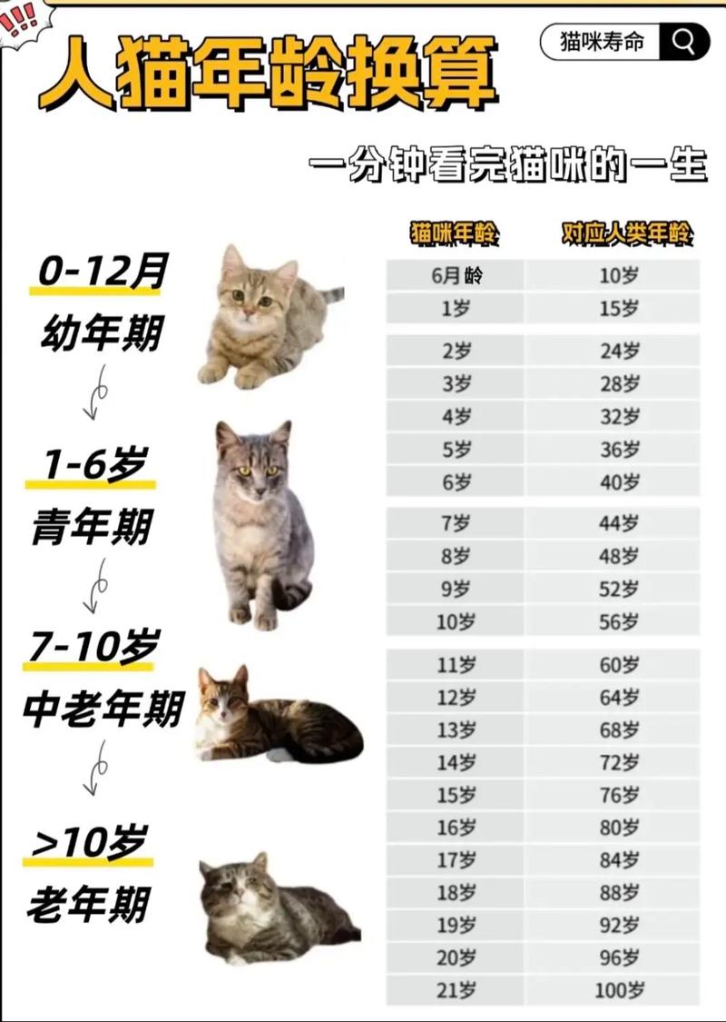 猫咪的年龄对照表