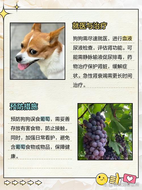 狗狗吃葡萄如何补救