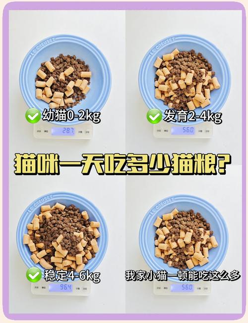 猫吃猫粮不嚼