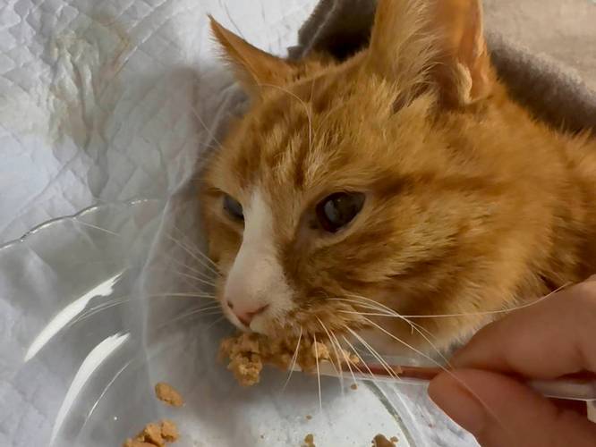 猫吃猫粮不咬碎直接吞