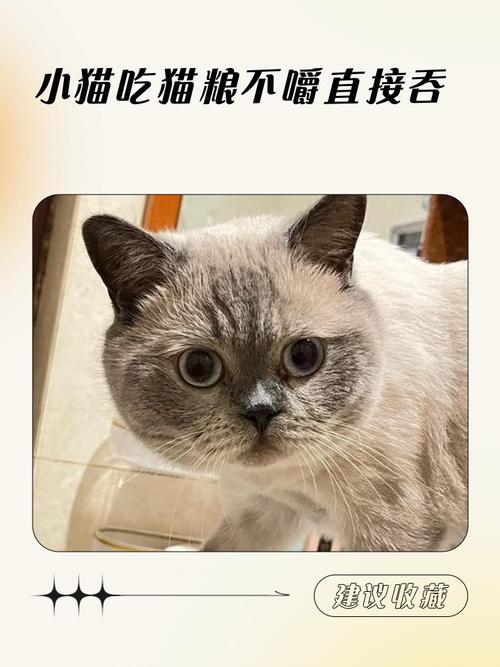 猫咪为什么不咀嚼食物?