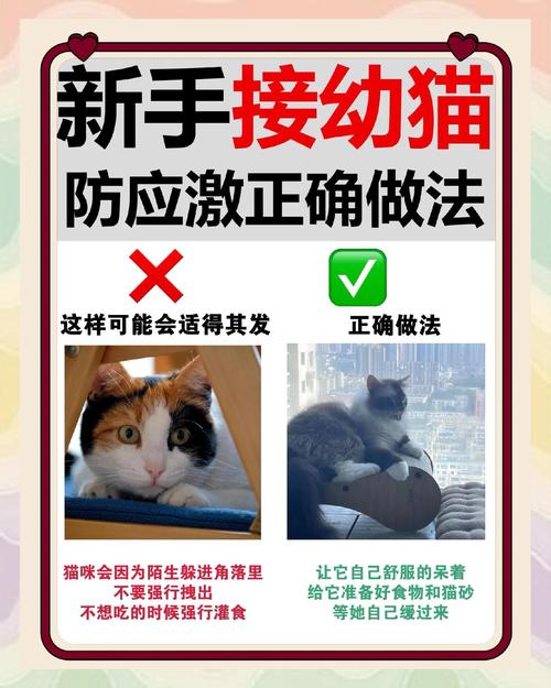 大猫换新主人多久熟悉