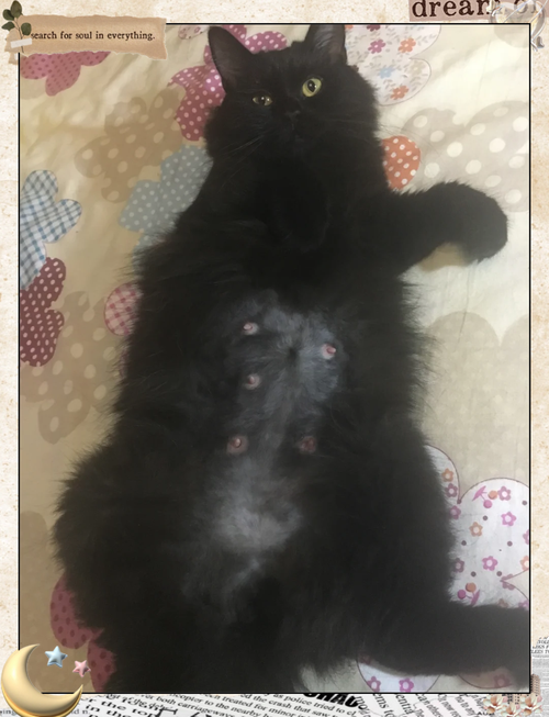 母猫奶头为什么不整齐