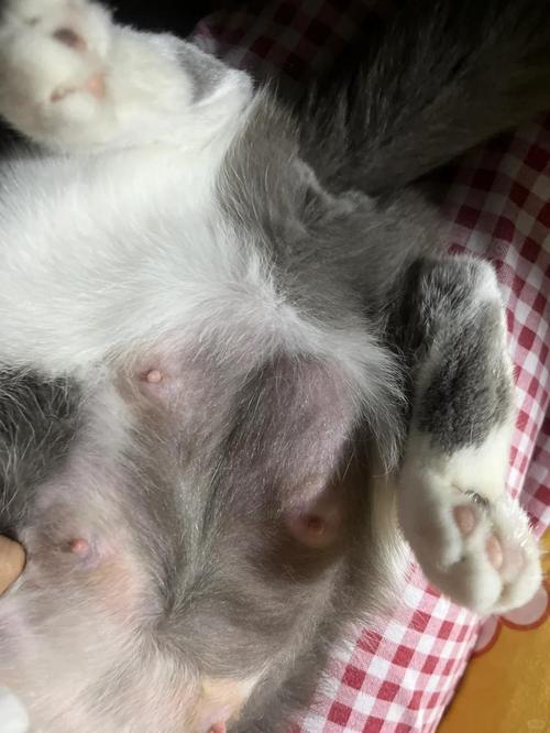 母猫正常的乳头应该是什么颜色的?