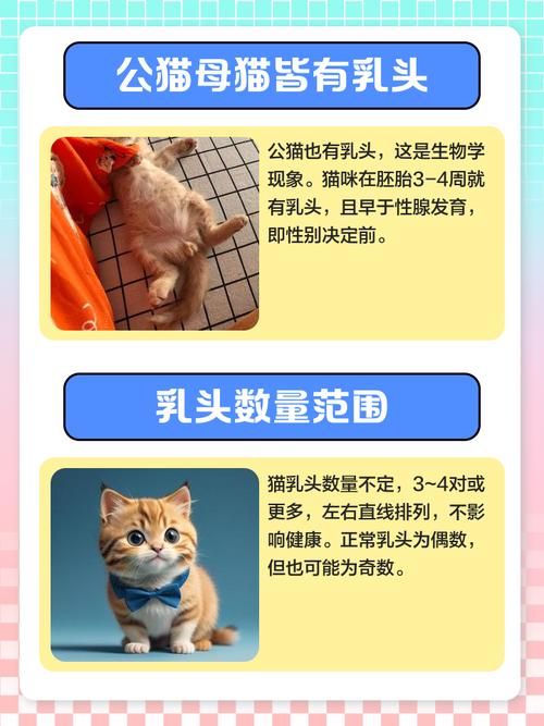 猫开始有奶头