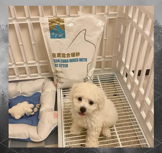 狗可以用猫砂吗?养狗为什么不能用猫砂