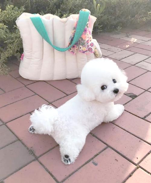 狗能不能吃秋刀鱼