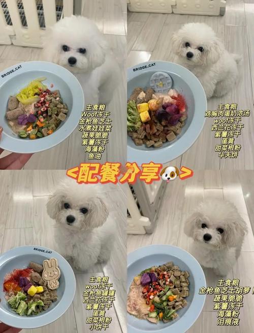 老狗吃点什么好