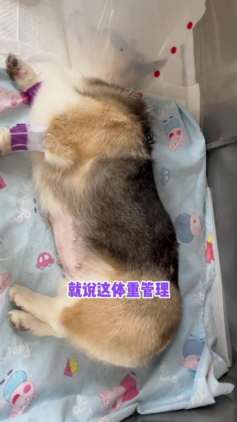 柯基能吃桃子吗