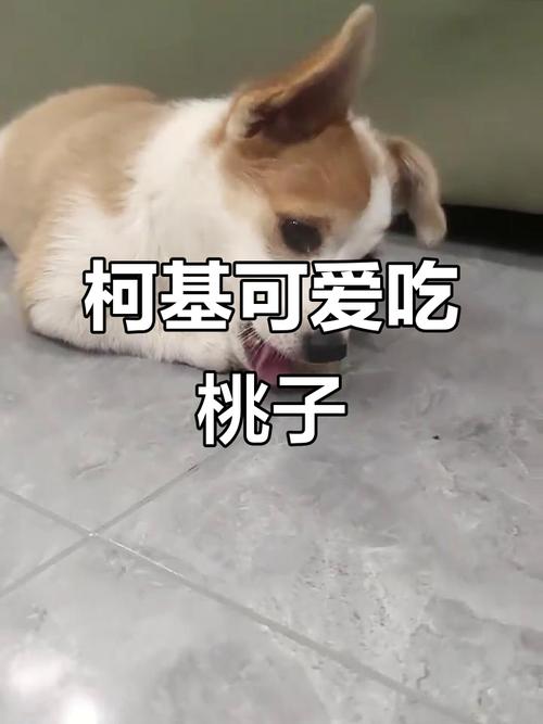 比熊可以吃桃子吗