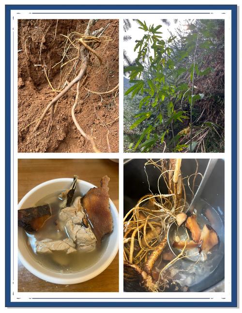 带毛的名字泰迪