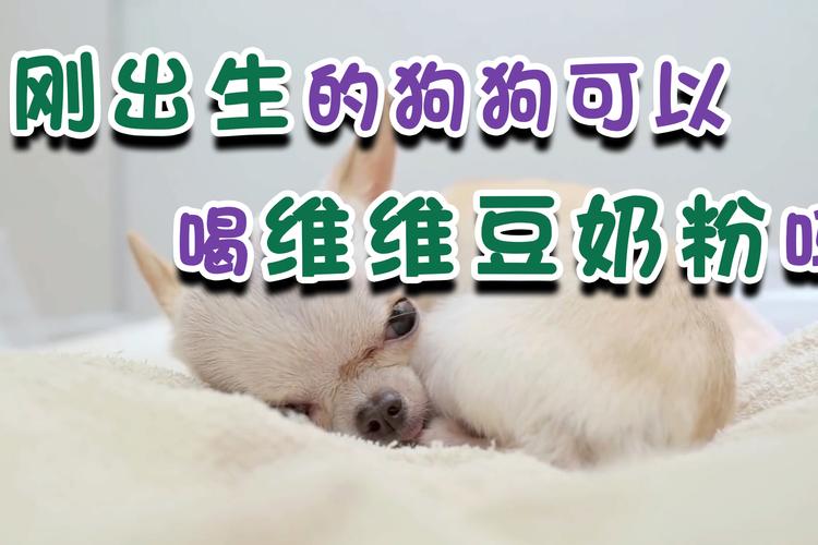 狗狗能不能喝豆奶粉