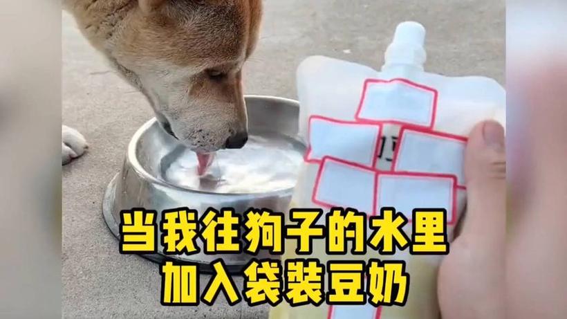 狗可以吃豆奶粉吗